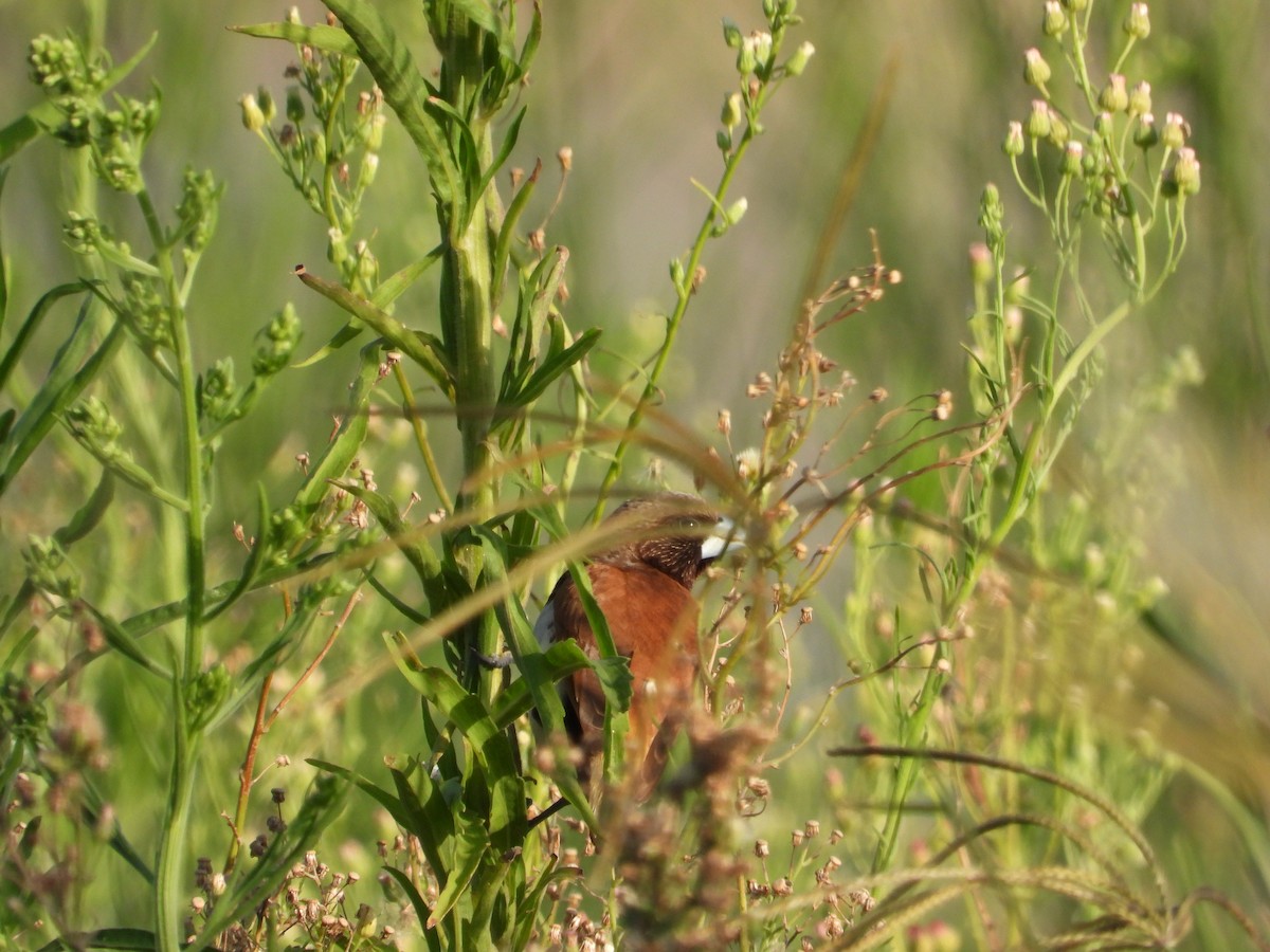 Chestnut-breasted Munia - ML612114224