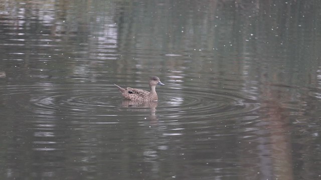 ハイイロコガモ - ML612114233