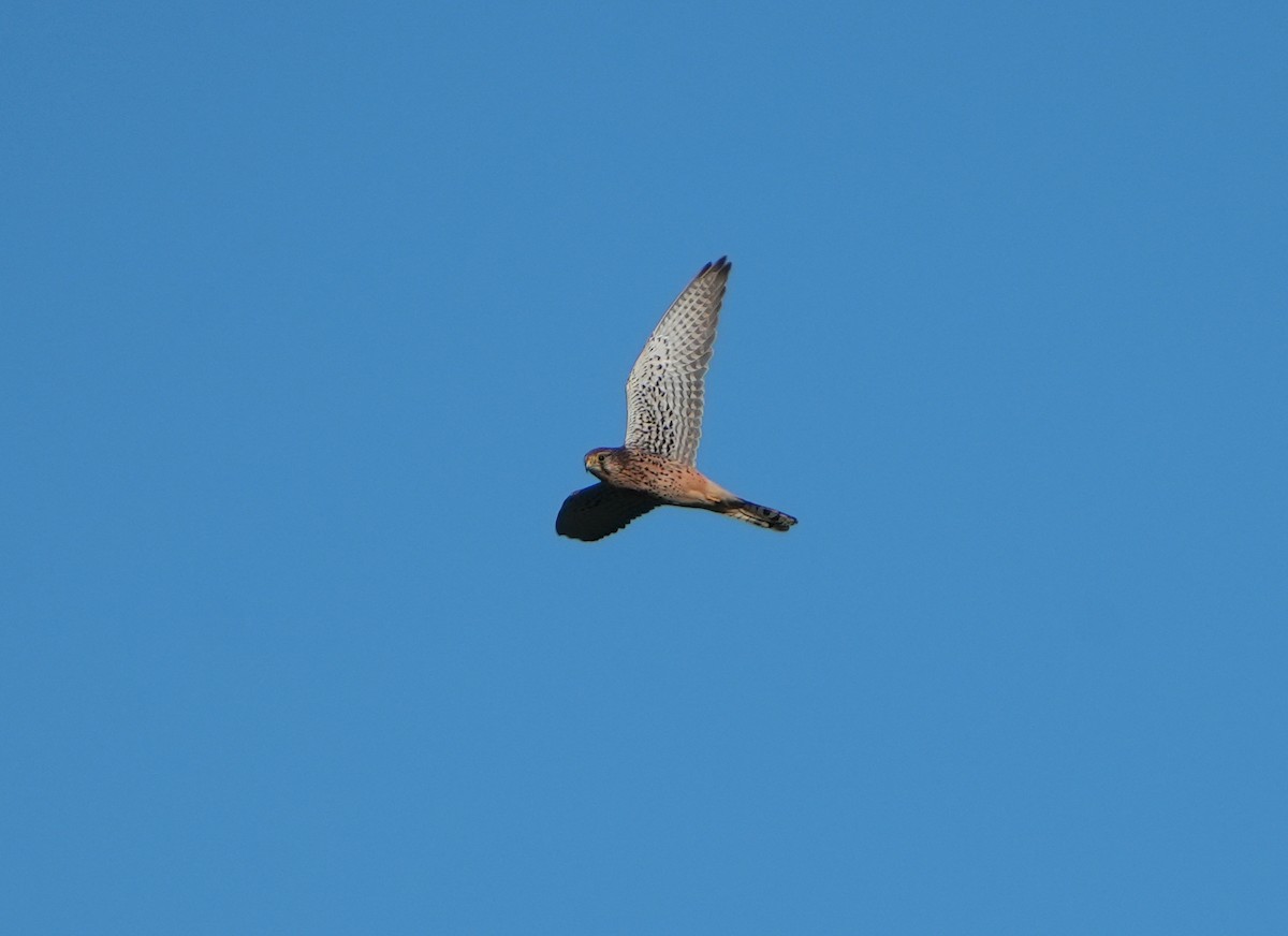 Eurasian Kestrel (Eurasian) - Jack Maynard