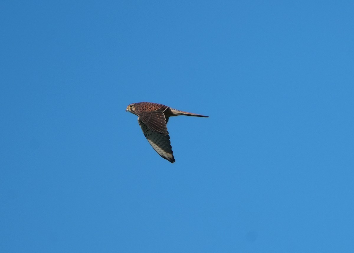 Eurasian Kestrel (Eurasian) - ML612114317