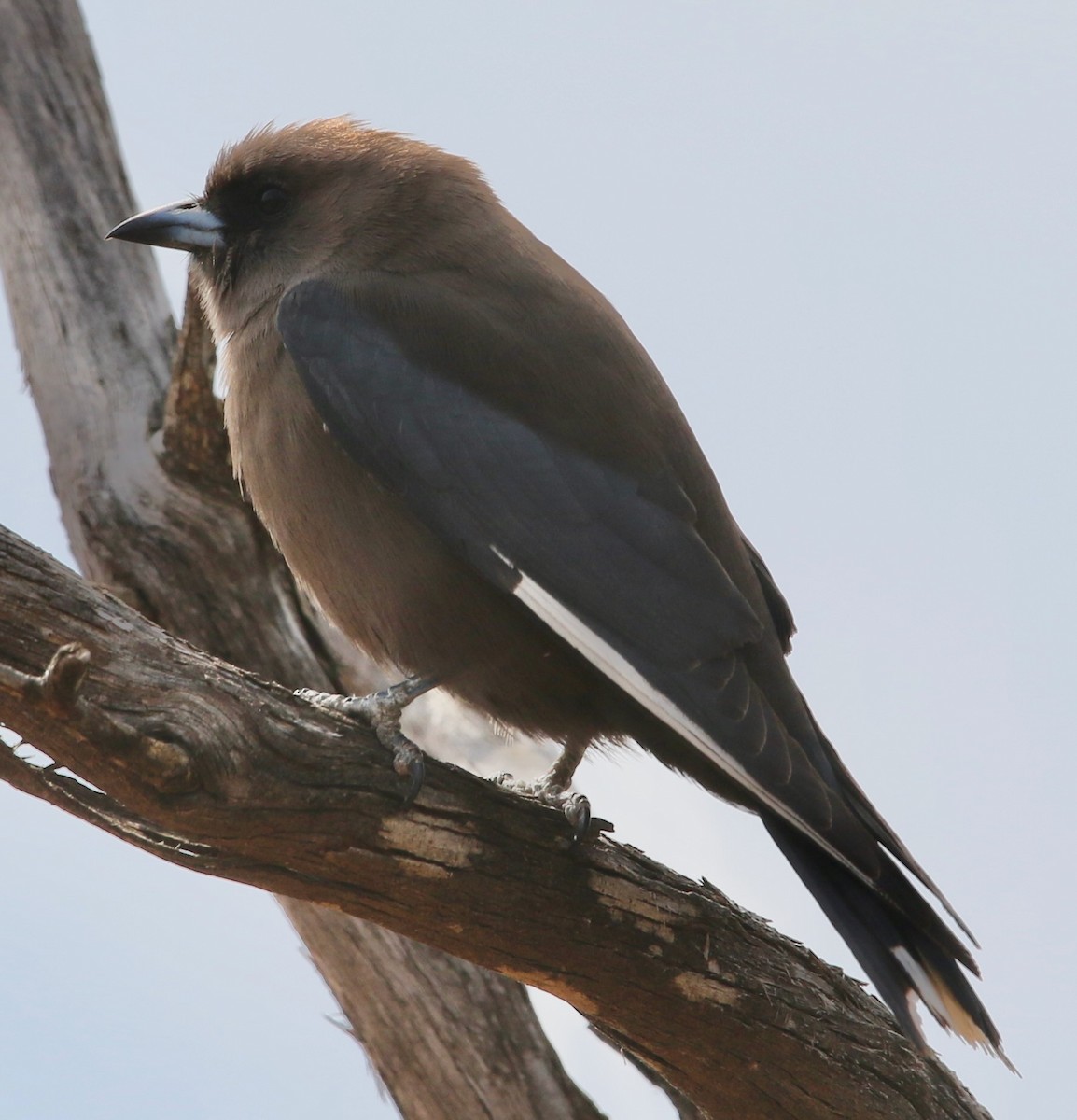 Dusky Woodswallow - ML612114341