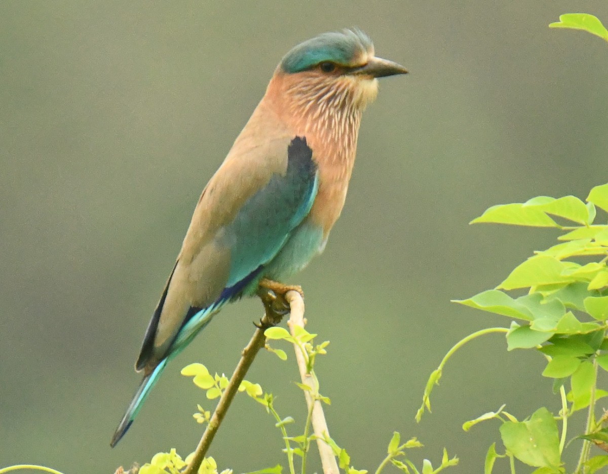 Indian Roller - ML612114423