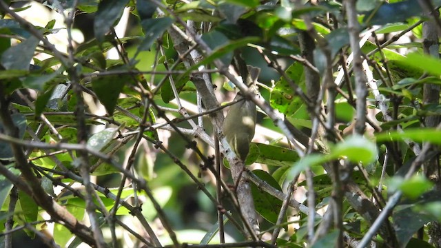 Mosquitero del Cáucaso - ML612114474