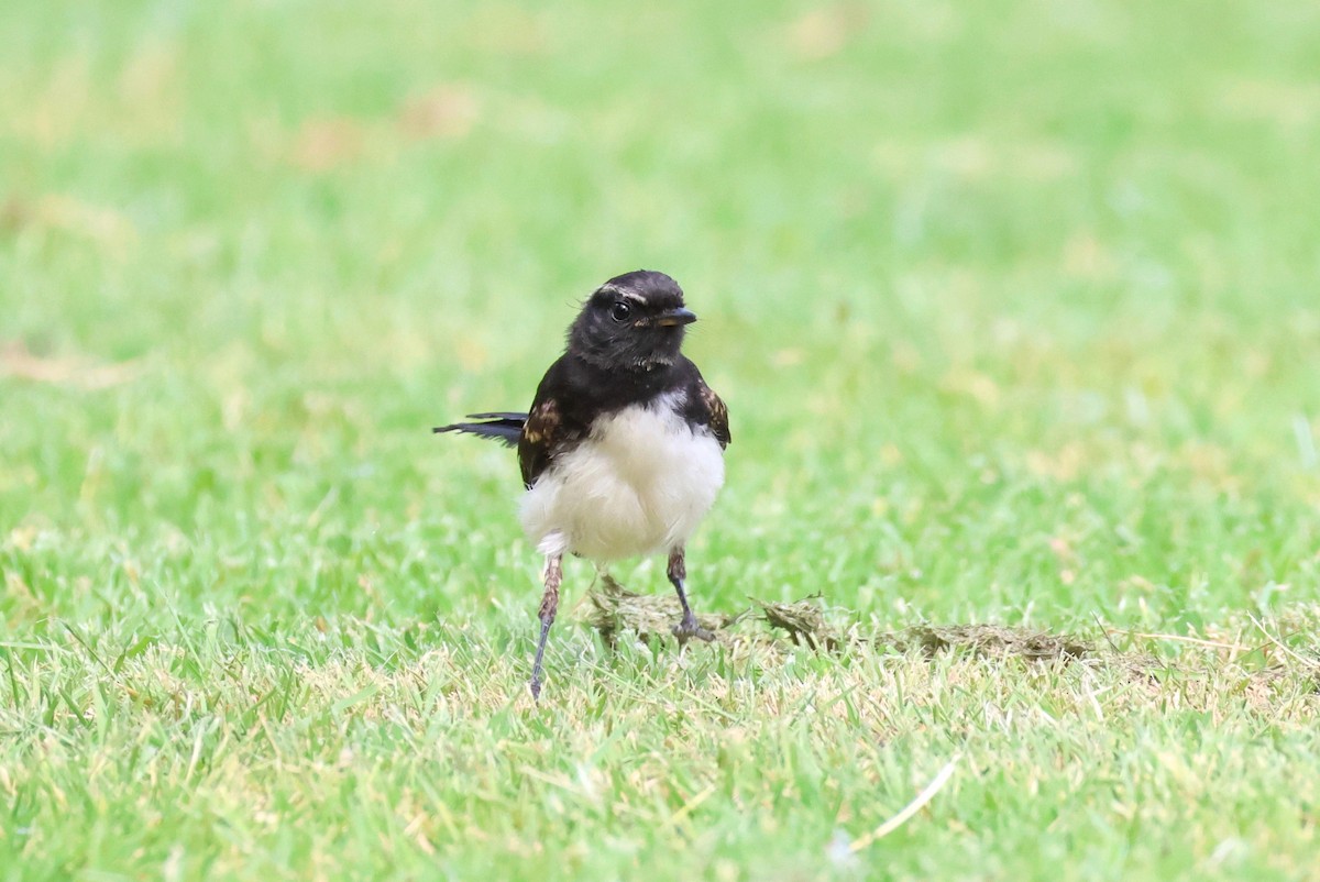 Willie-wagtail - ML612114507