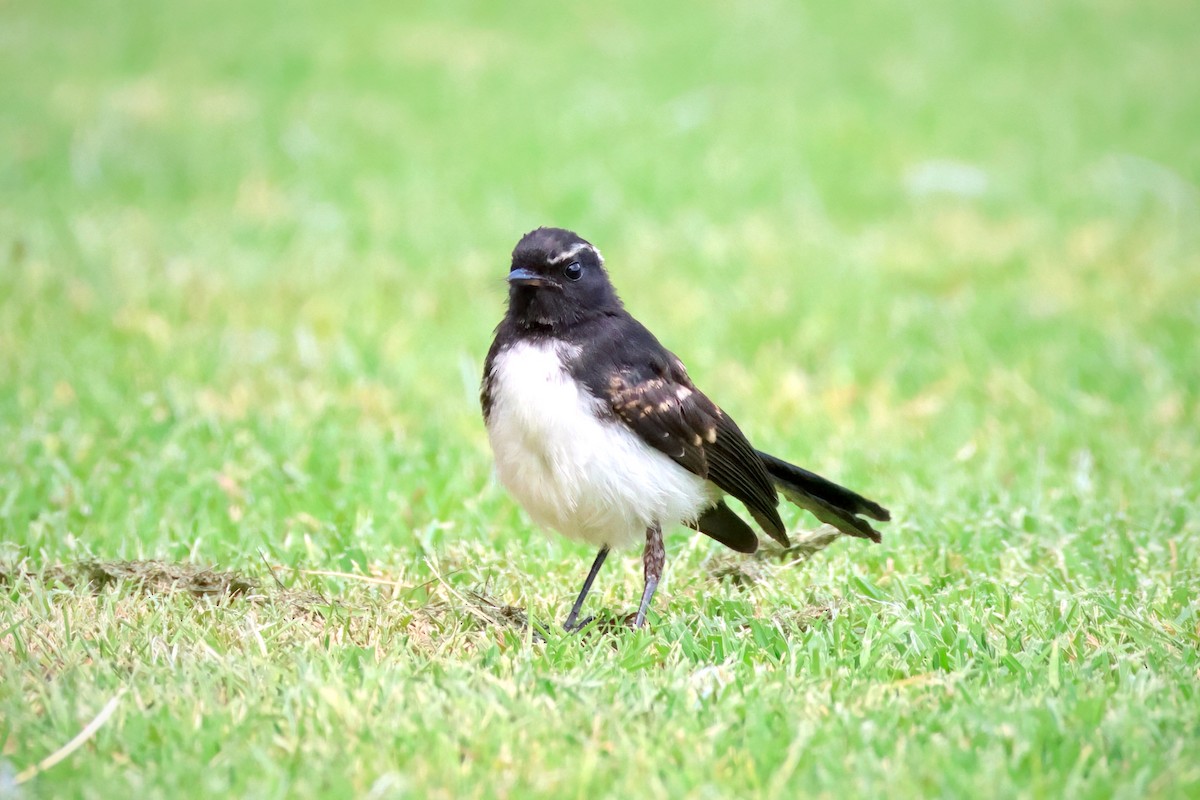 Willie-wagtail - ML612114508