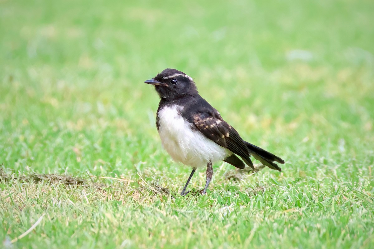 Willie-wagtail - ML612114509