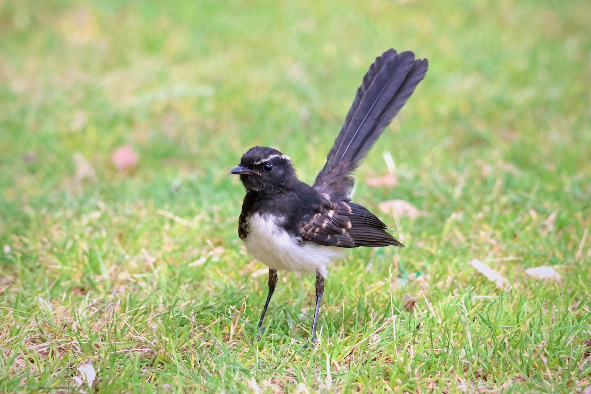 Willie-wagtail - ML612114510