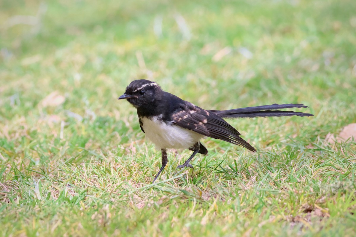 Willie-wagtail - ML612114511