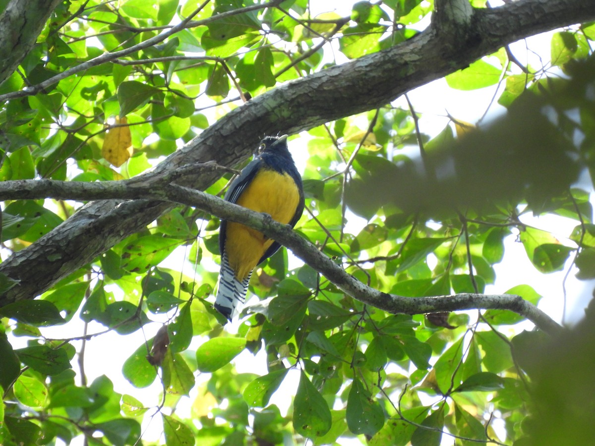 Gartered Trogon - ML612114682