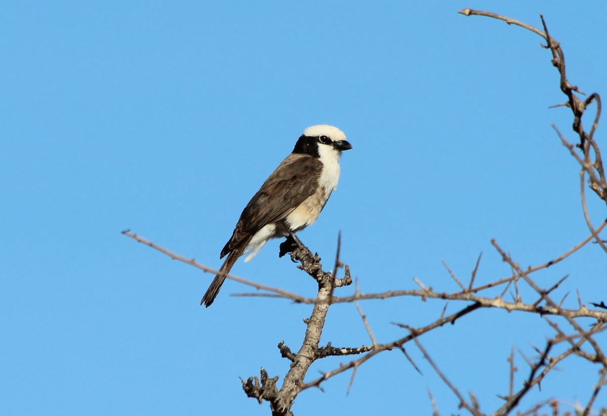 White-rumped Shrike - ML61211471