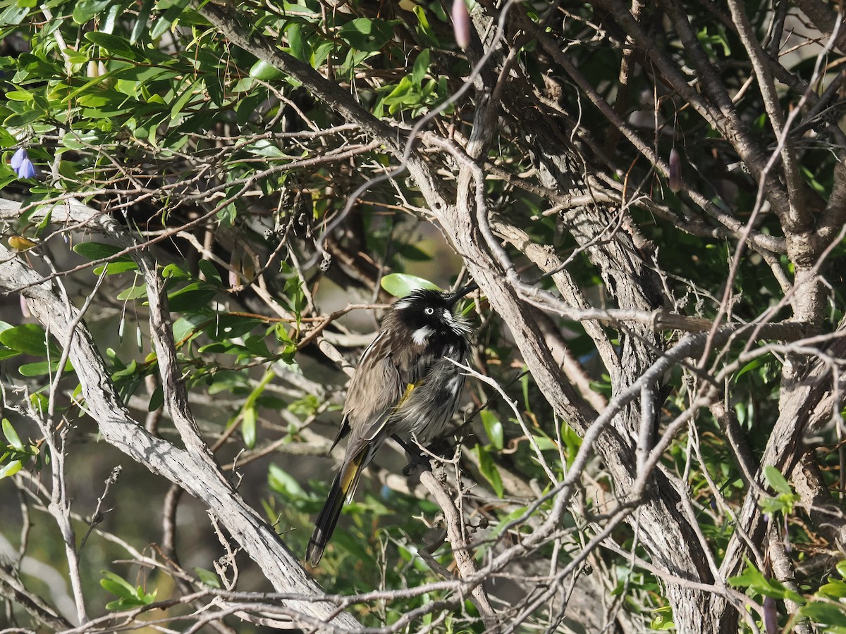 New Holland Honeyeater - ML612114820