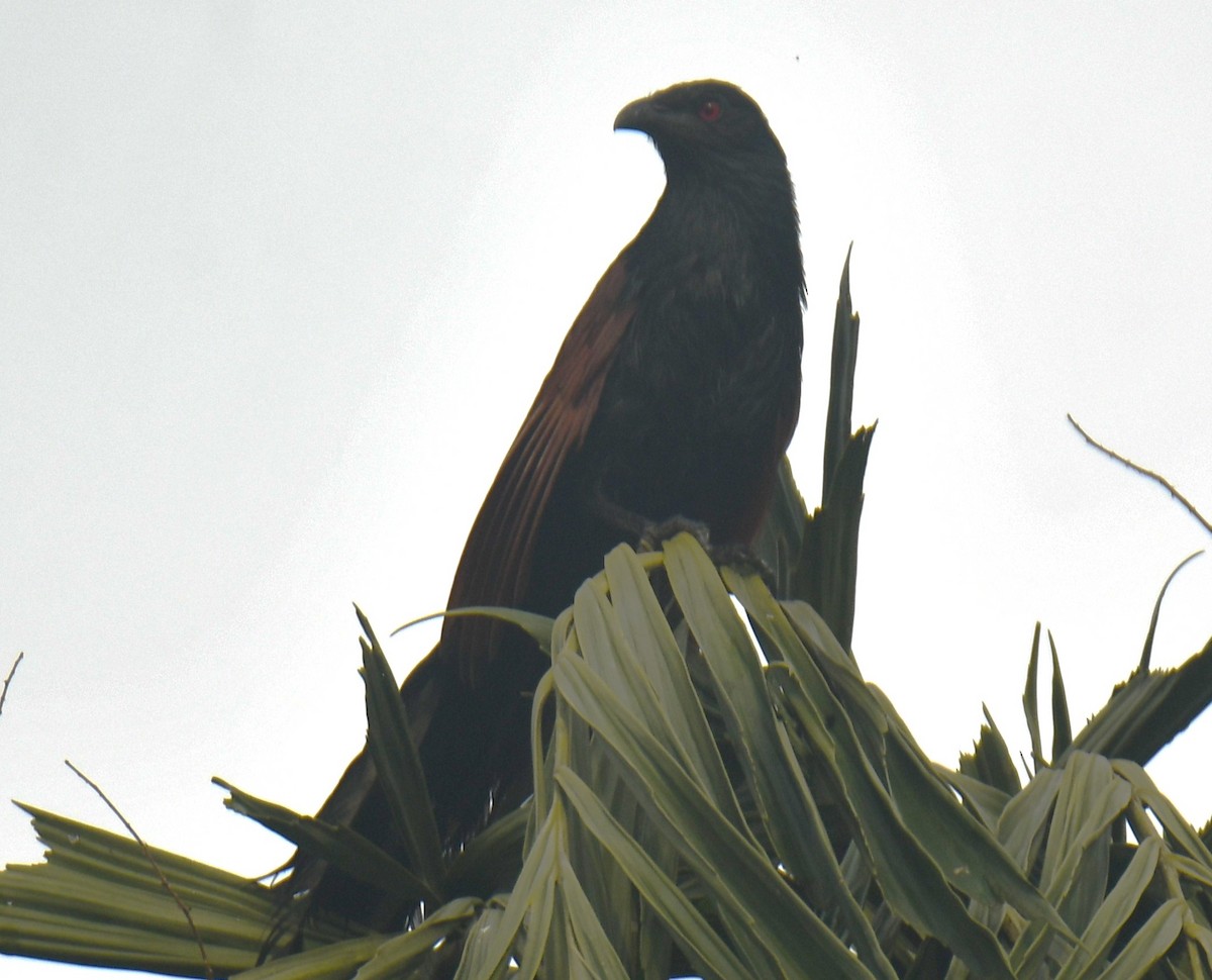 Greater Coucal - ML612114831