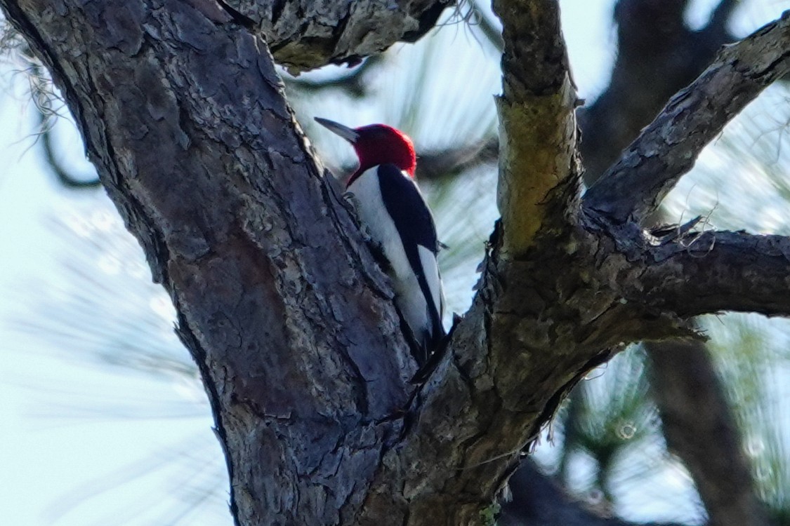 Red-headed Woodpecker - ML612114850