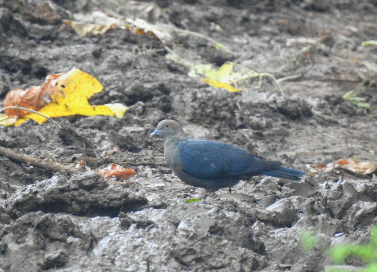 Pigeon de Delegorgue - ML612114874