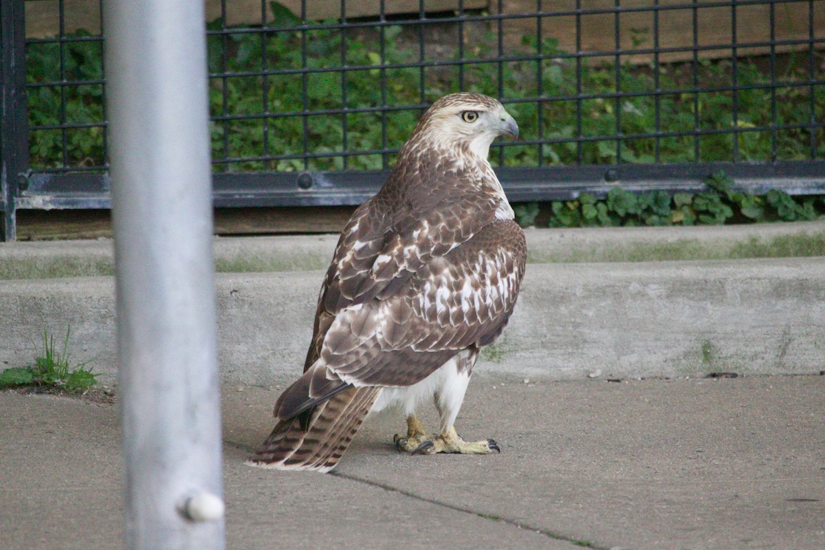 Red-tailed Hawk - ML612114878