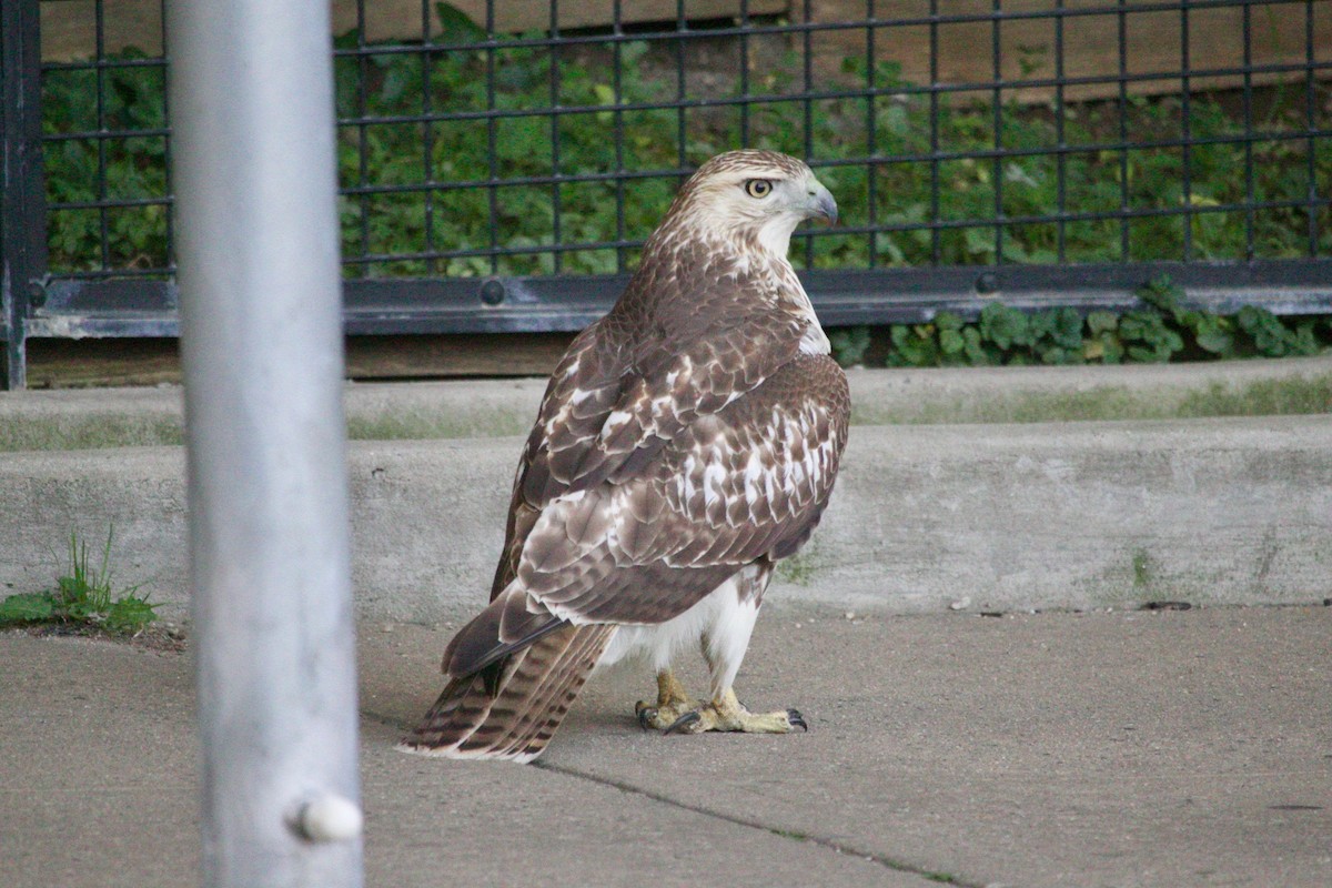 Rotschwanzbussard - ML612114878