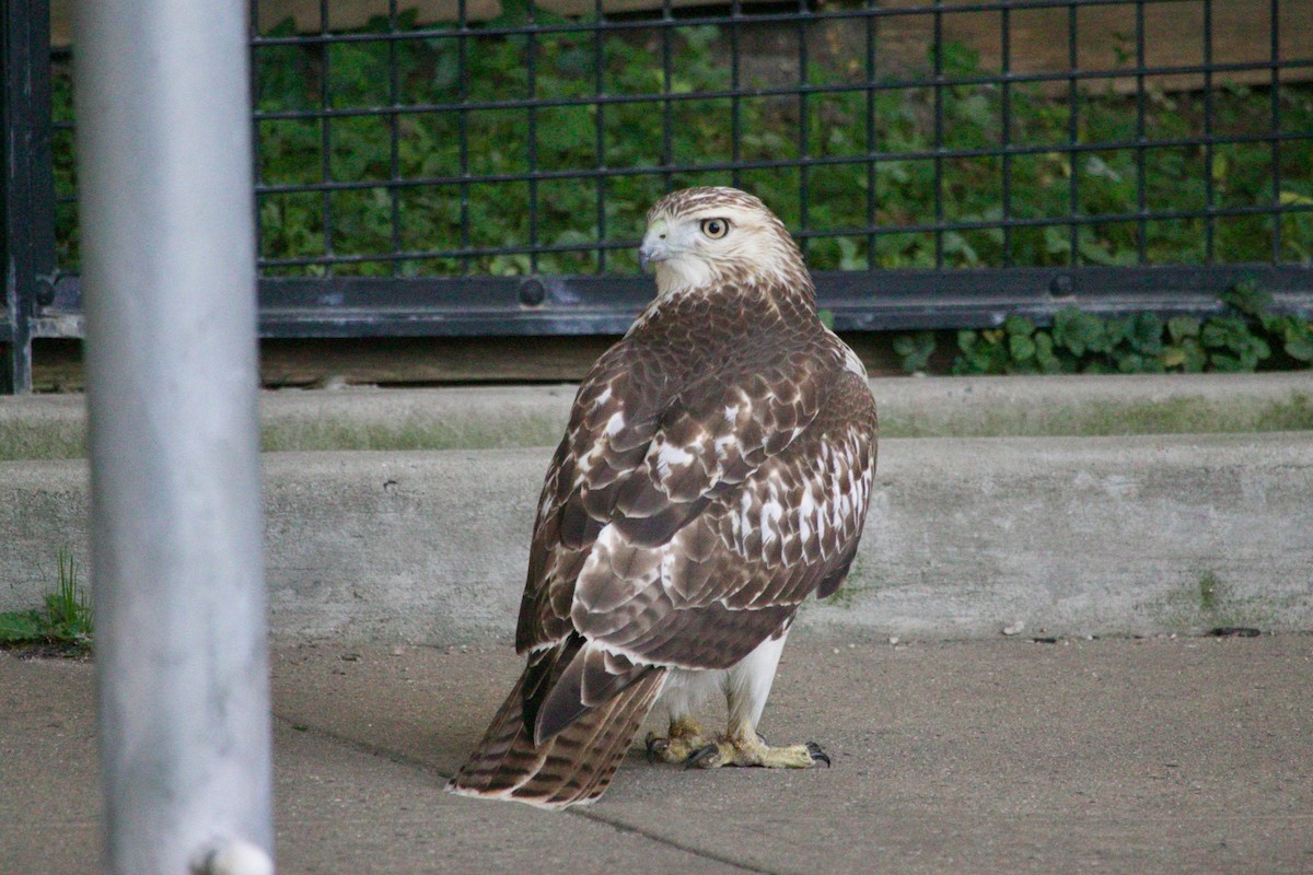 Red-tailed Hawk - ML612114879