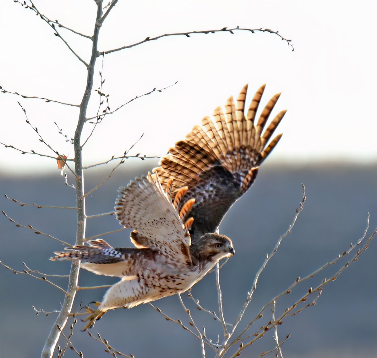 Red-tailed Hawk - ML612114883