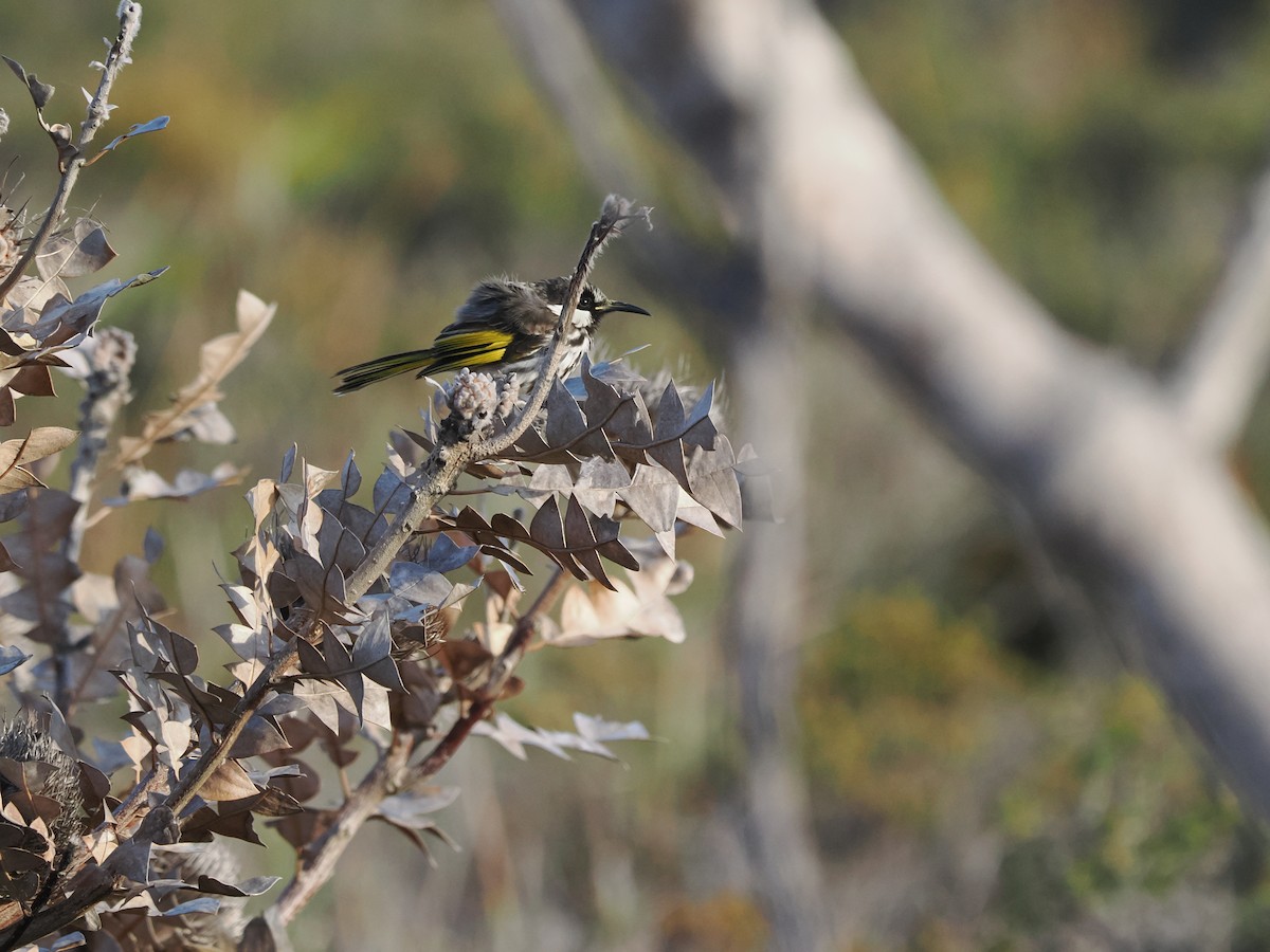 New Holland Honeyeater - ML612114896