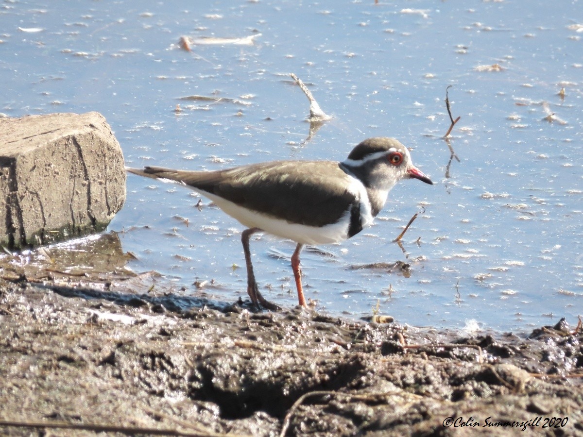 Three-banded Plover - ML612114969