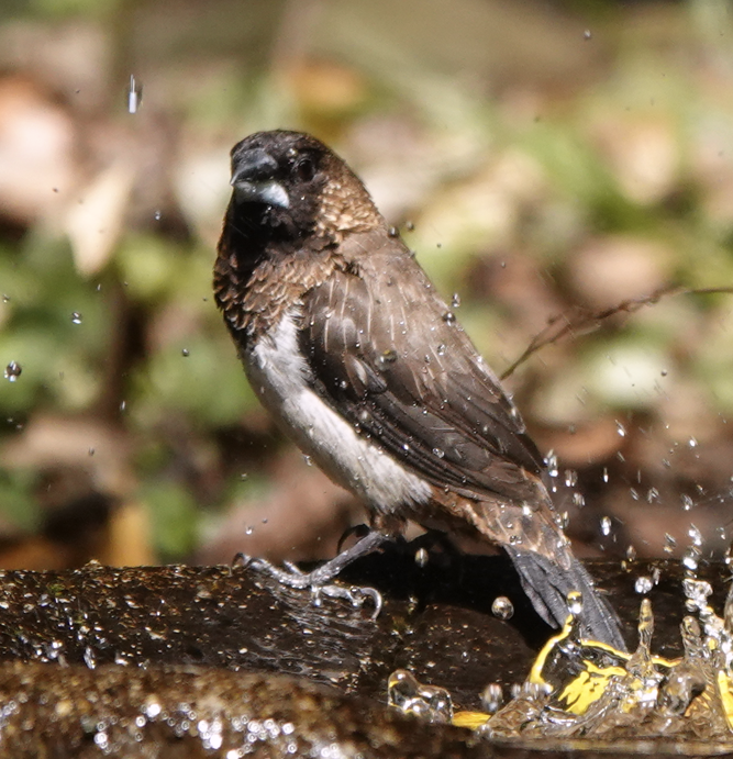 White-rumped Munia - ML612114991
