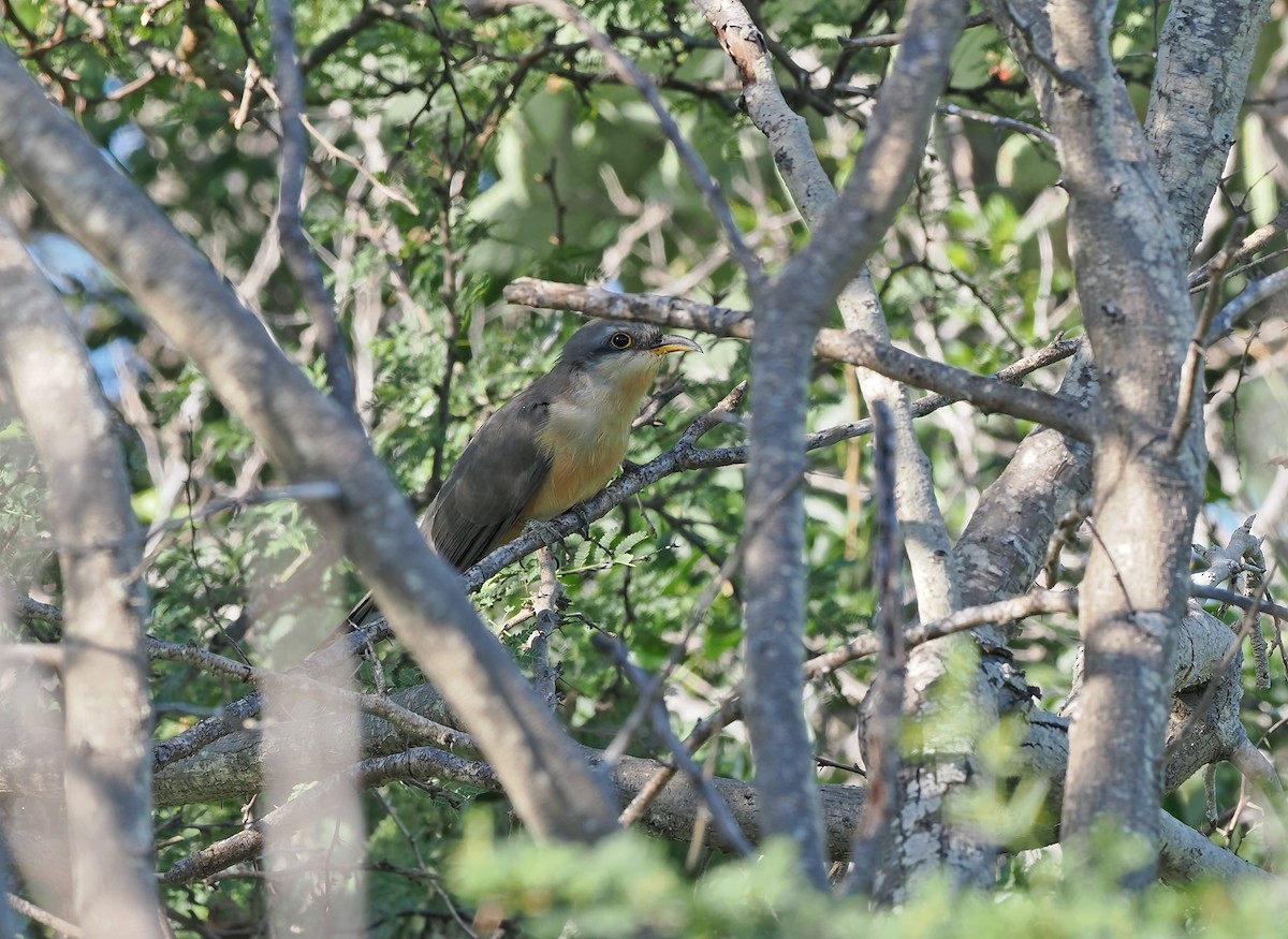 Mangrove Cuckoo - ML612115014