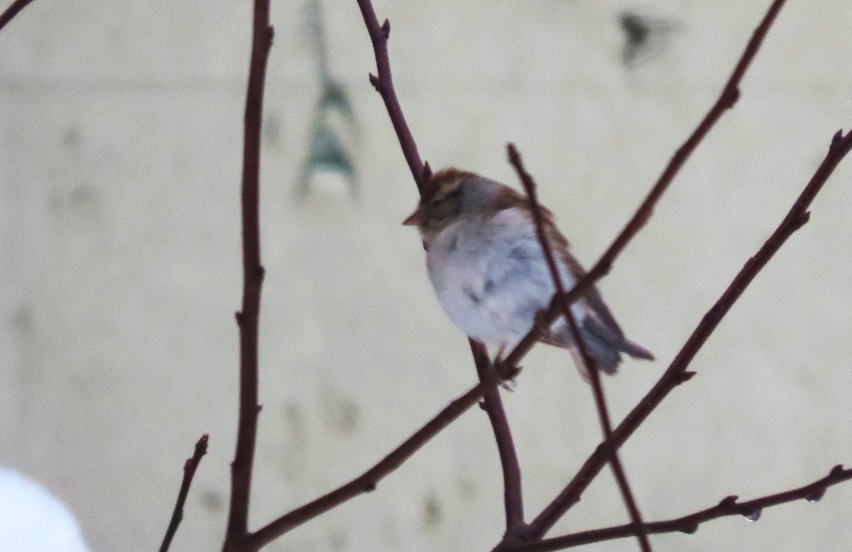 Chipping Sparrow - tom aversa