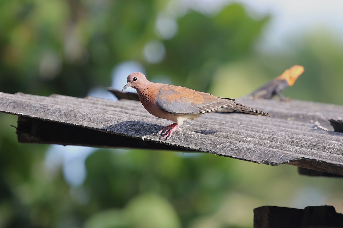 Laughing Dove - ML612115026