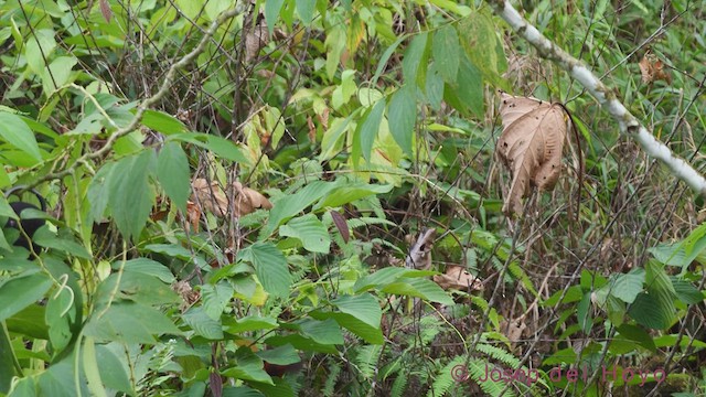 Troglodyte à calotte noire (groupe castaneus) - ML612115027