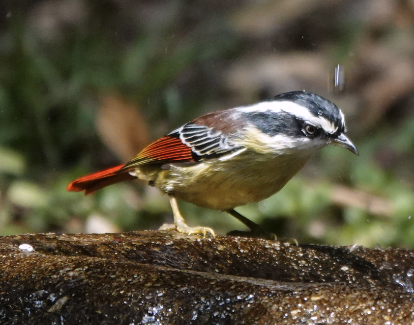 Red-tailed Minla - ML612115070