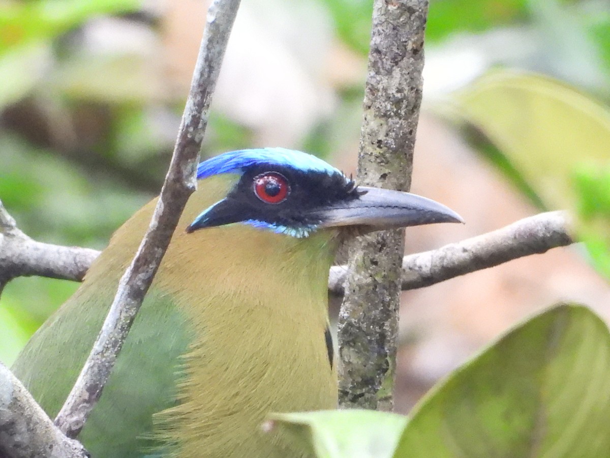 Amazonian Motmot - ML612115071