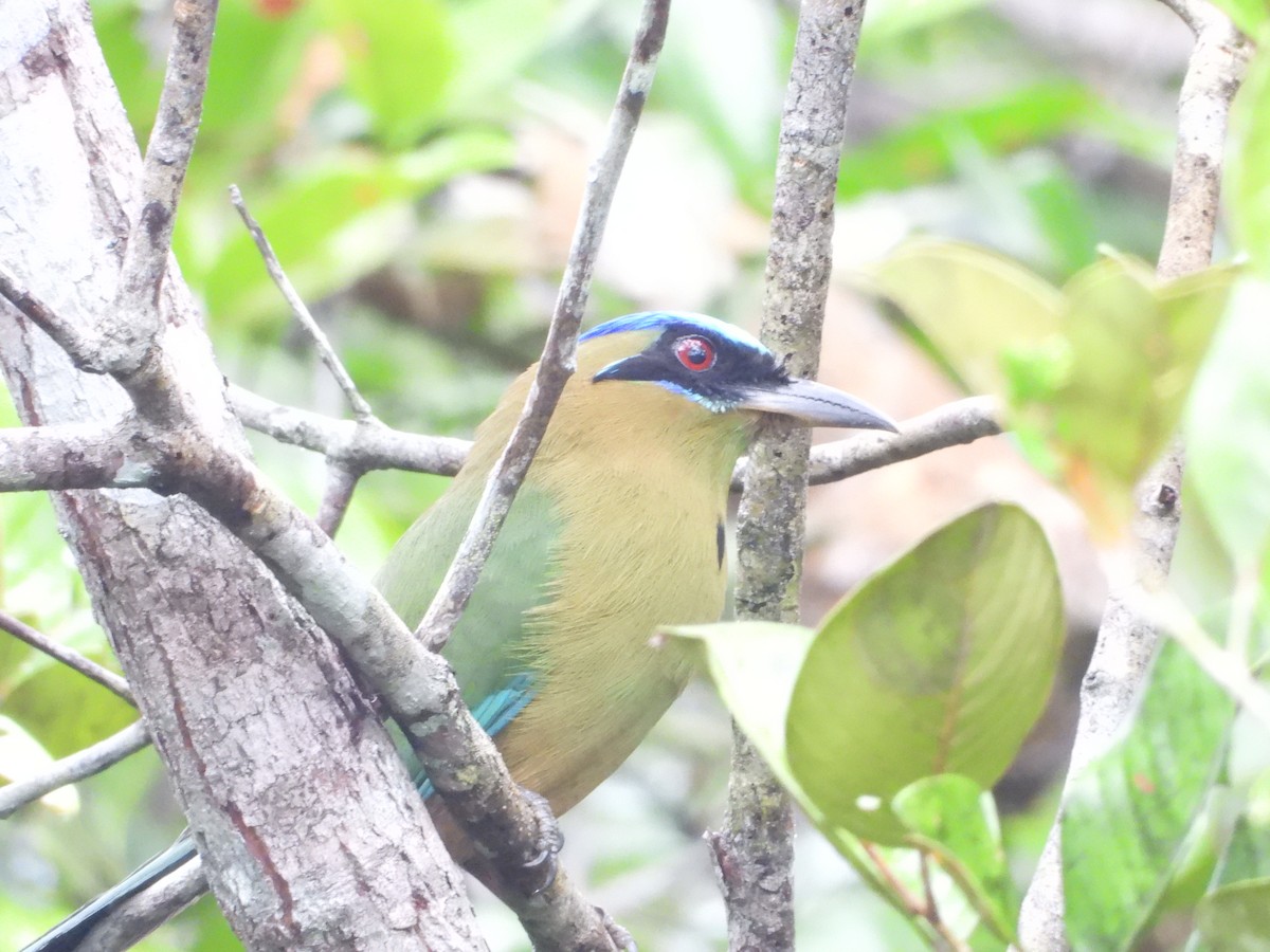 Amazonian Motmot - ML612115099