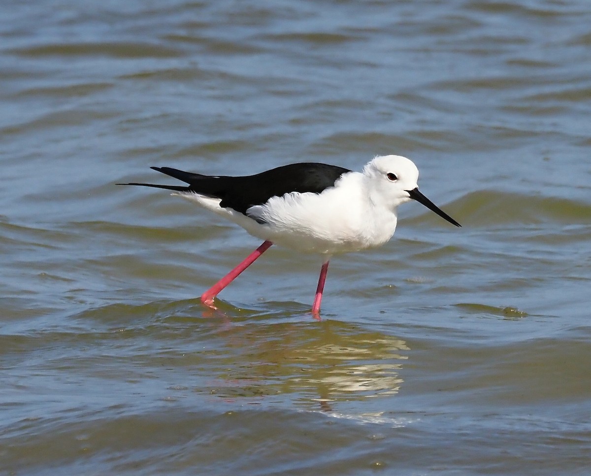 Black-winged Stilt - ML612115194