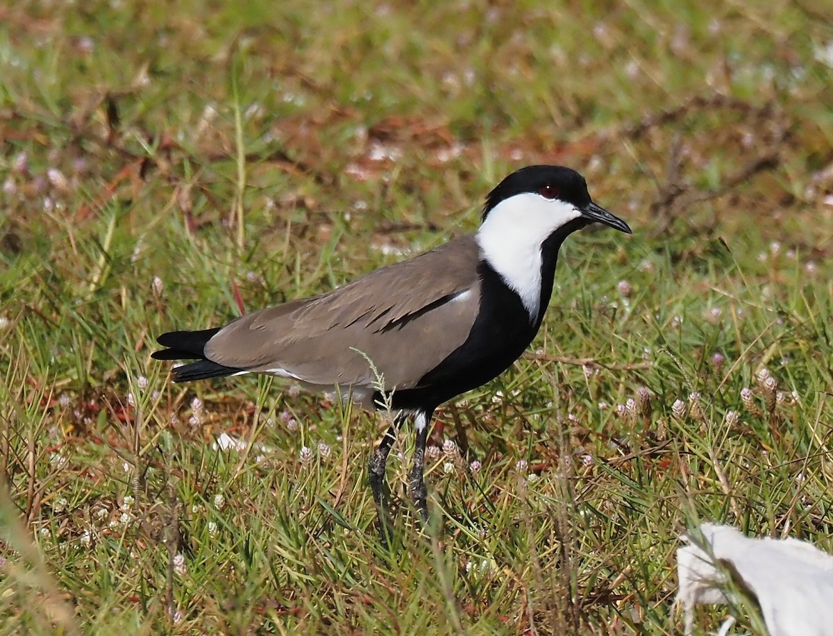 Spur-winged Lapwing - ML612115202