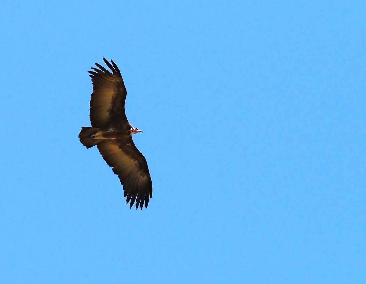 Hooded Vulture - ML612115233