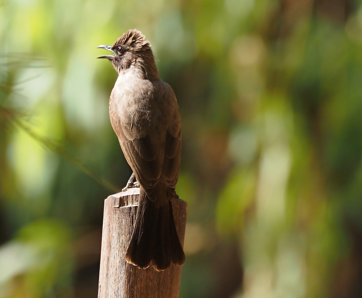 Common Bulbul - ML612115254