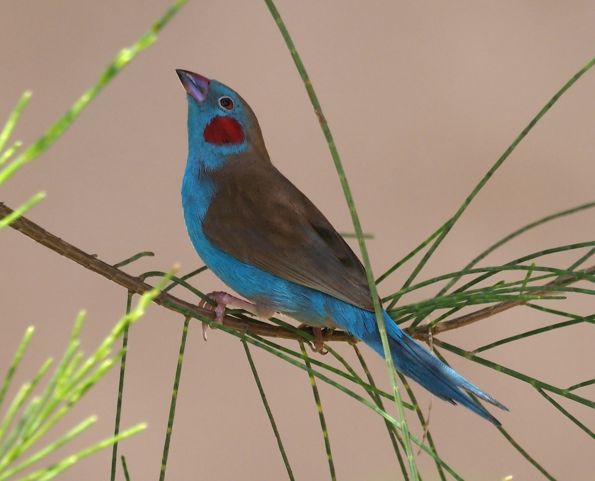 Red-cheeked Cordonbleu - ML612115256