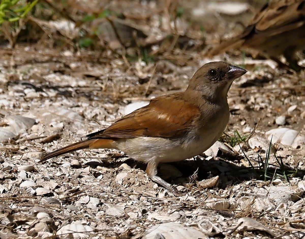 Northern Gray-headed Sparrow - ML612115259