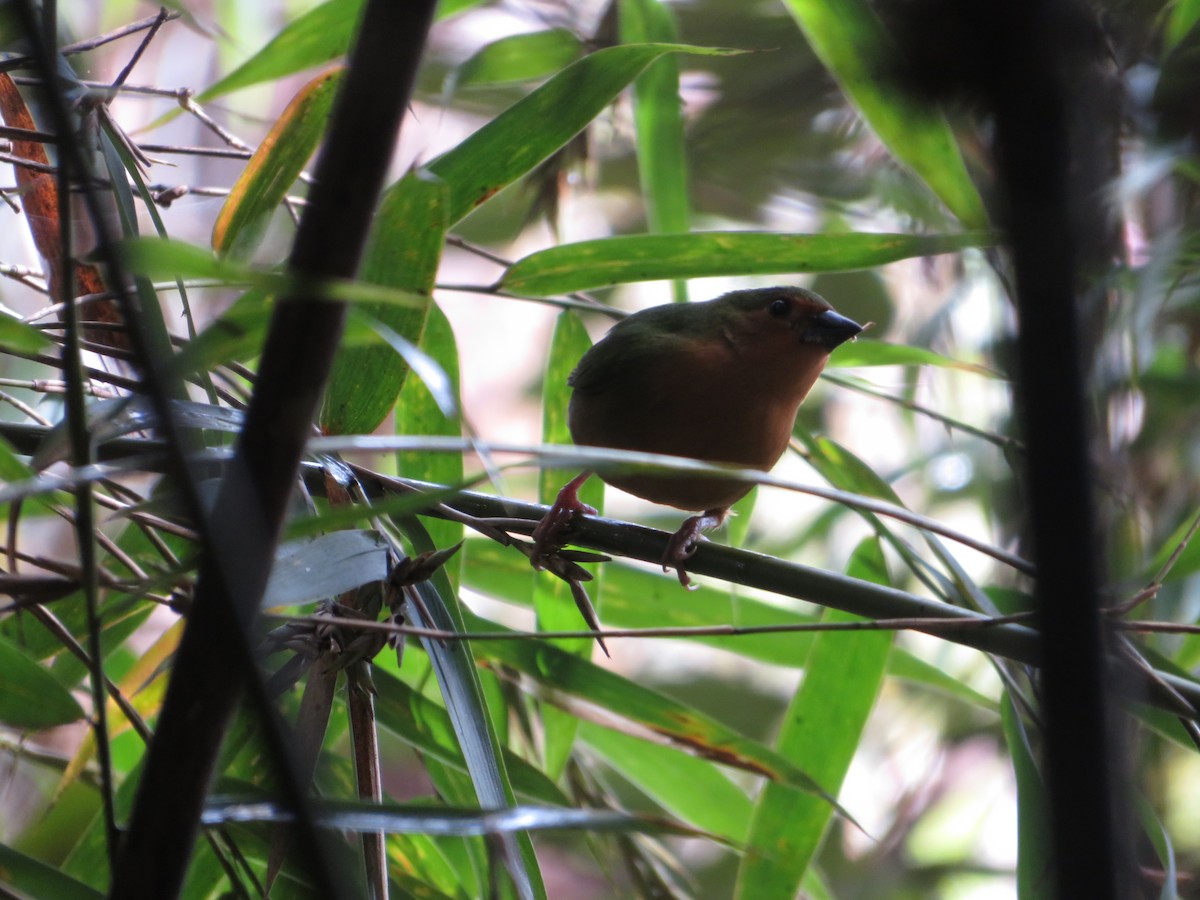 Tawny-breasted Parrotfinch - ML612115263