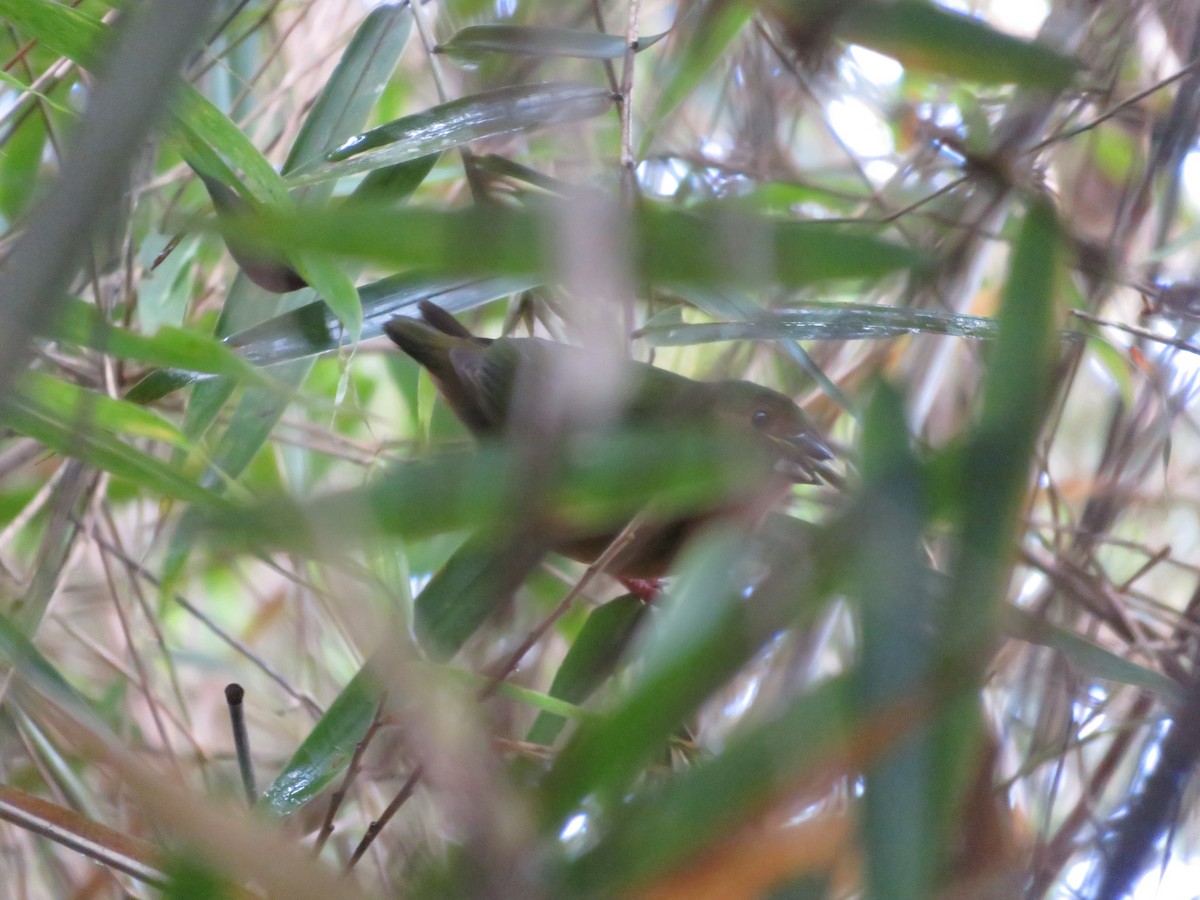 Папужник бамбуковий - ML612115265