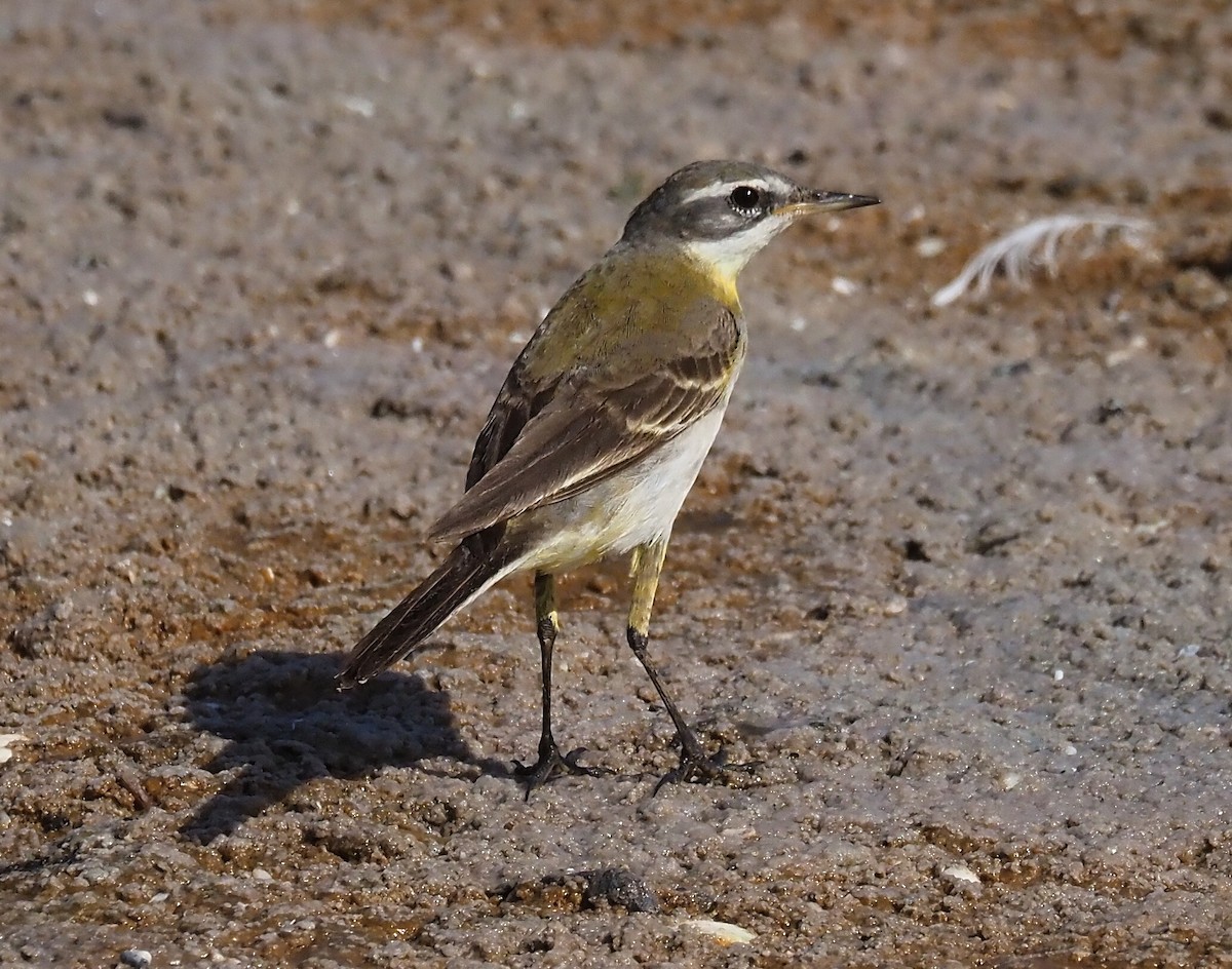 Western Yellow Wagtail - ML612115268