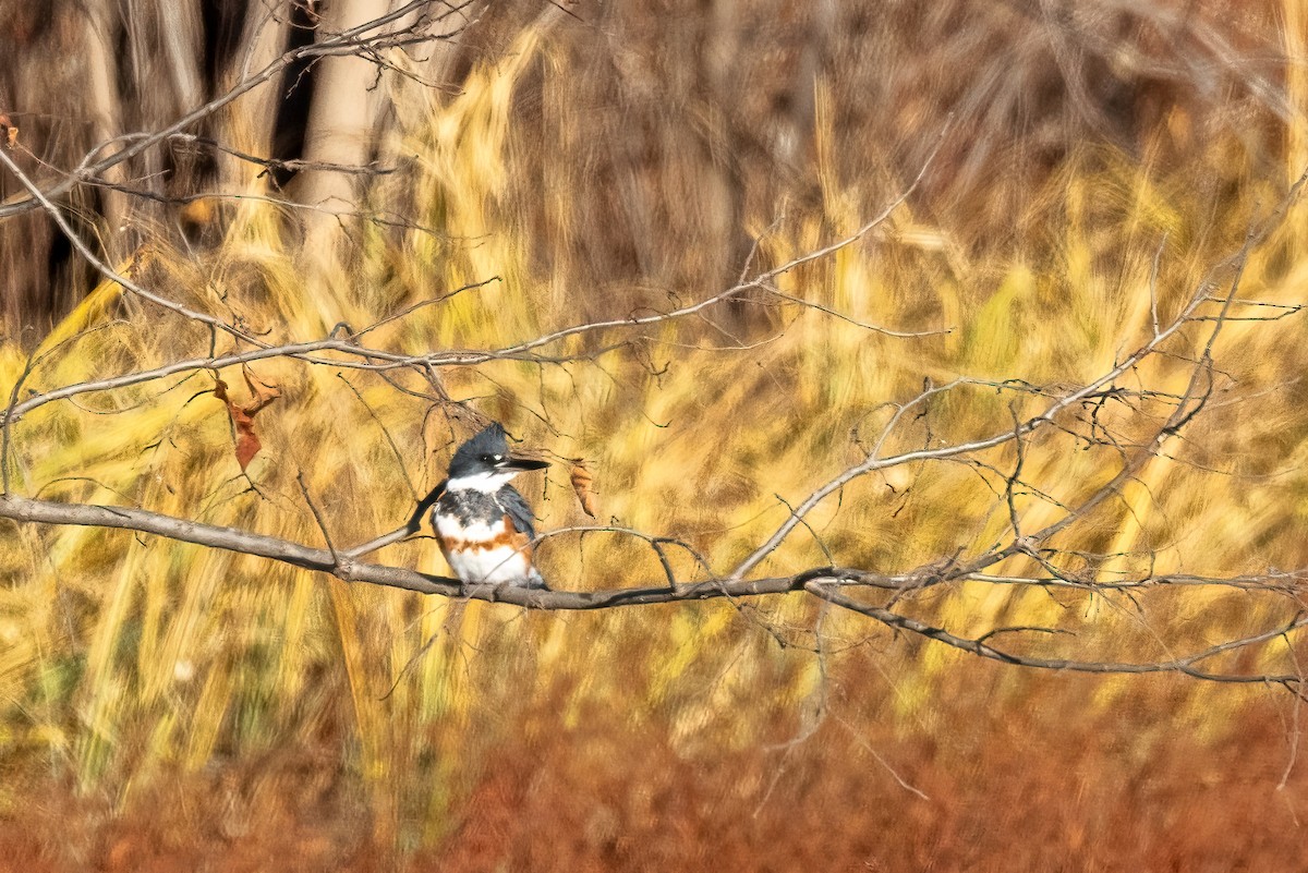 Belted Kingfisher - ML612115297