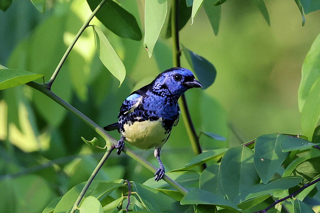 Turquoise Tanager - ML612115298