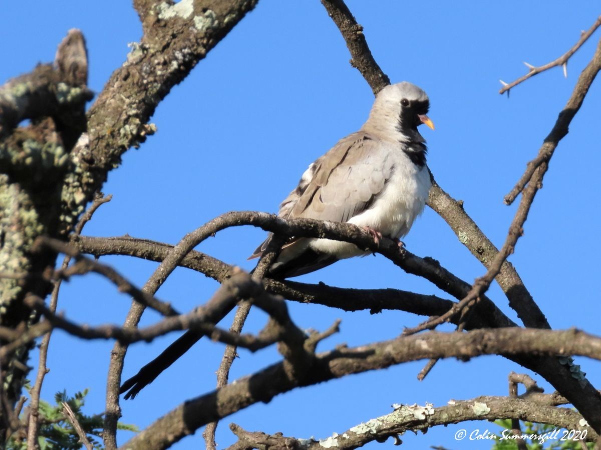 Tortolita Rabilarga - ML612115362