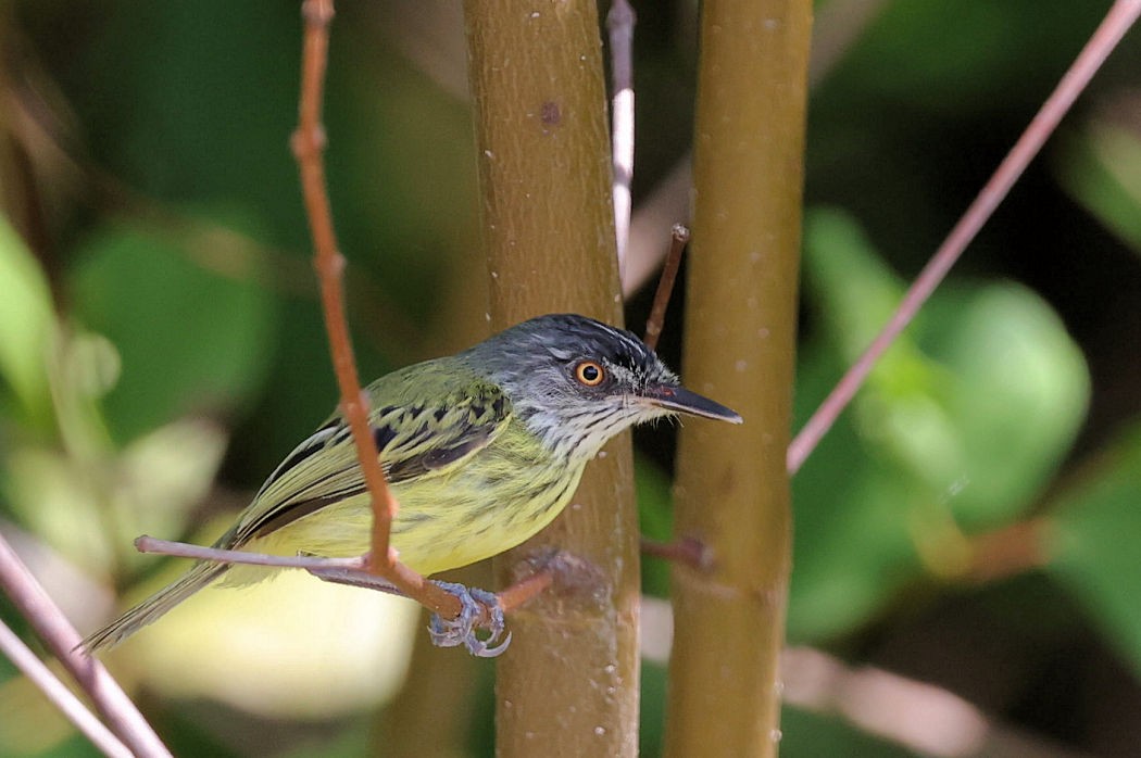 Spotted Tody-Flycatcher - ML612115363