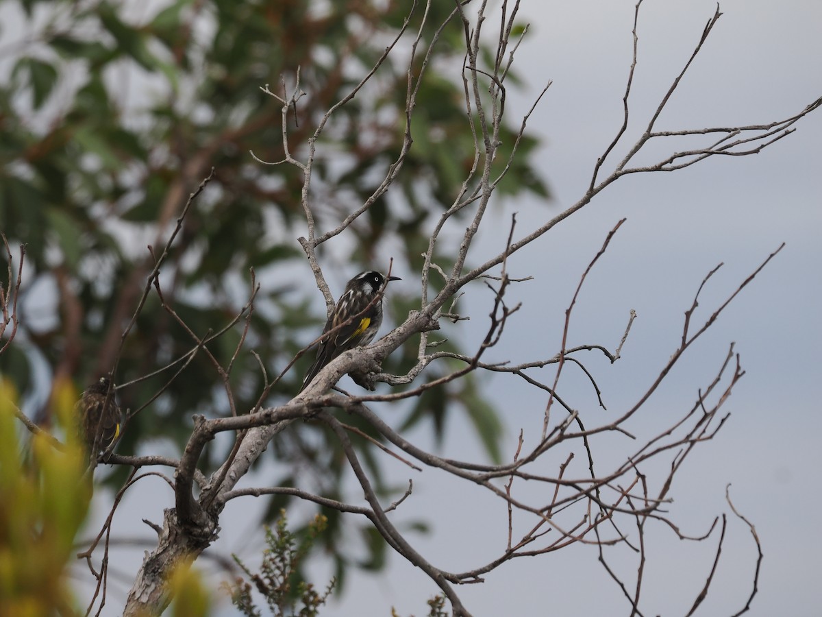 New Holland Honeyeater - ML612115385