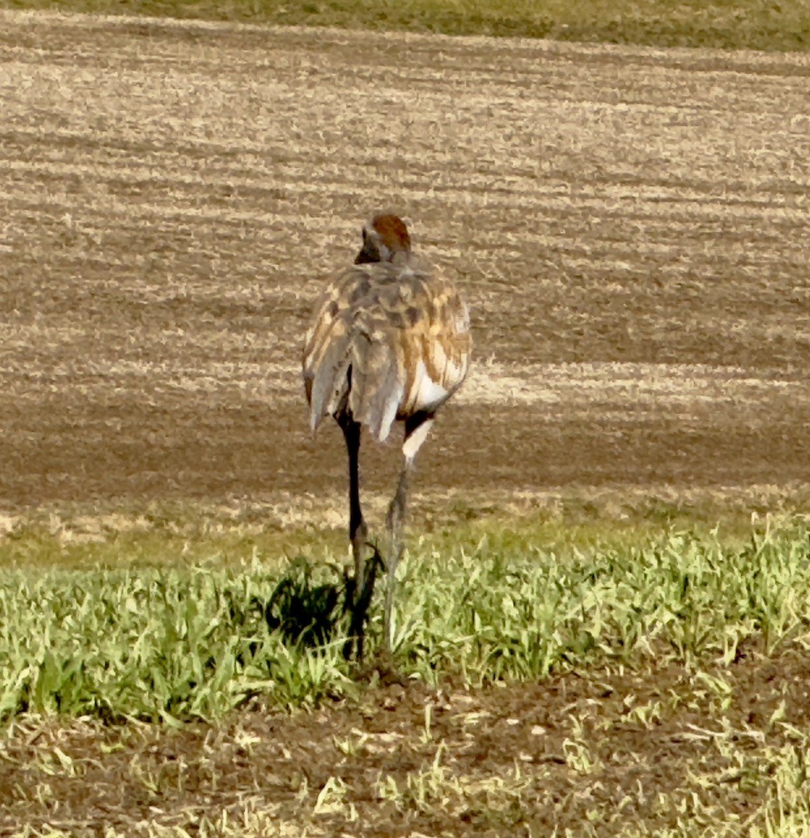 Sandhill Crane (canadensis) - ML612115399