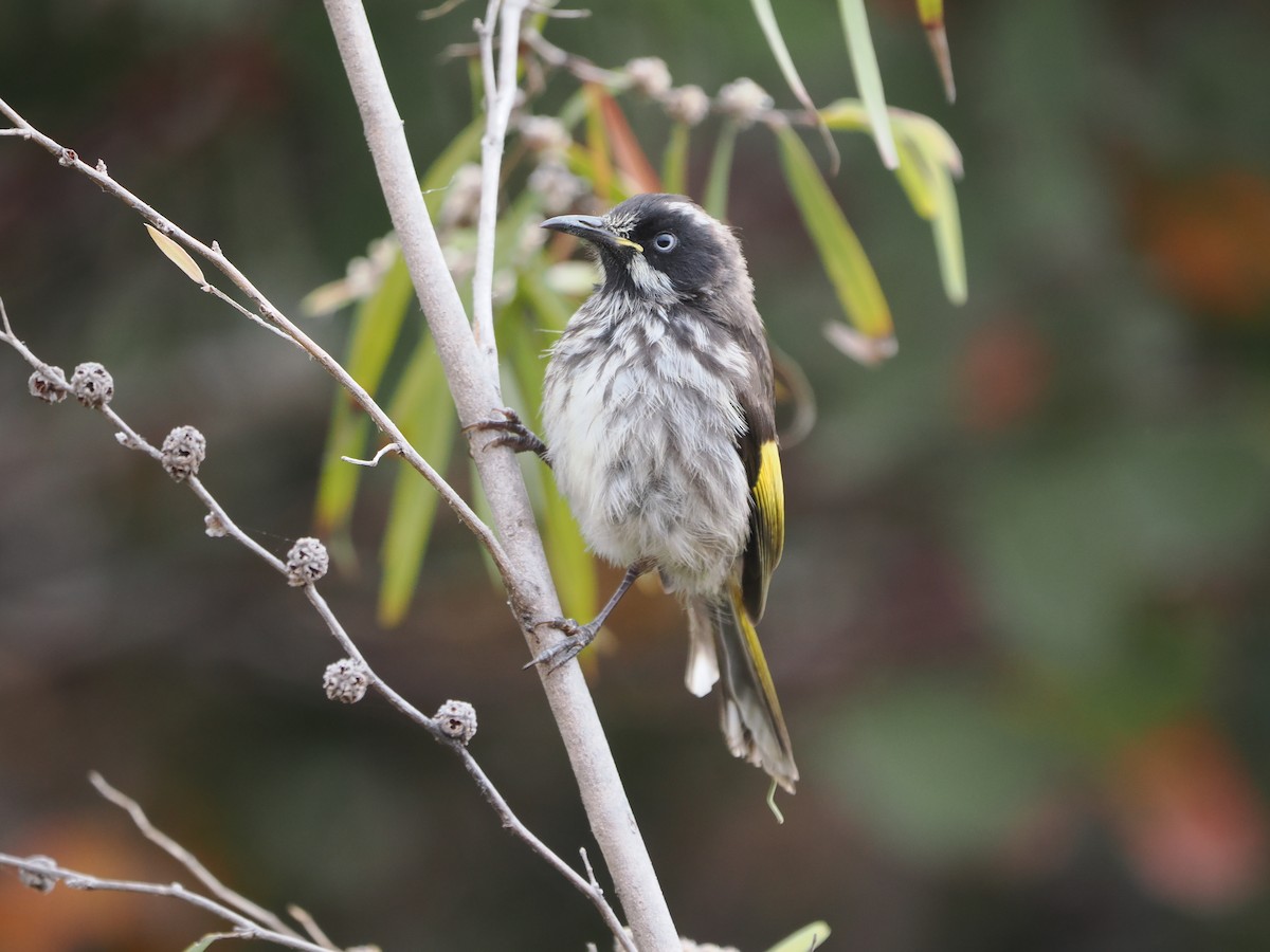 New Holland Honeyeater - ML612115403