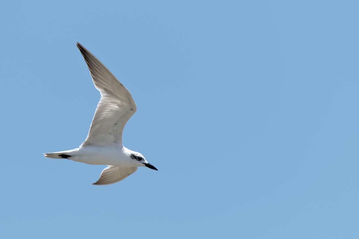 Gull-billed Tern - James  Hogg