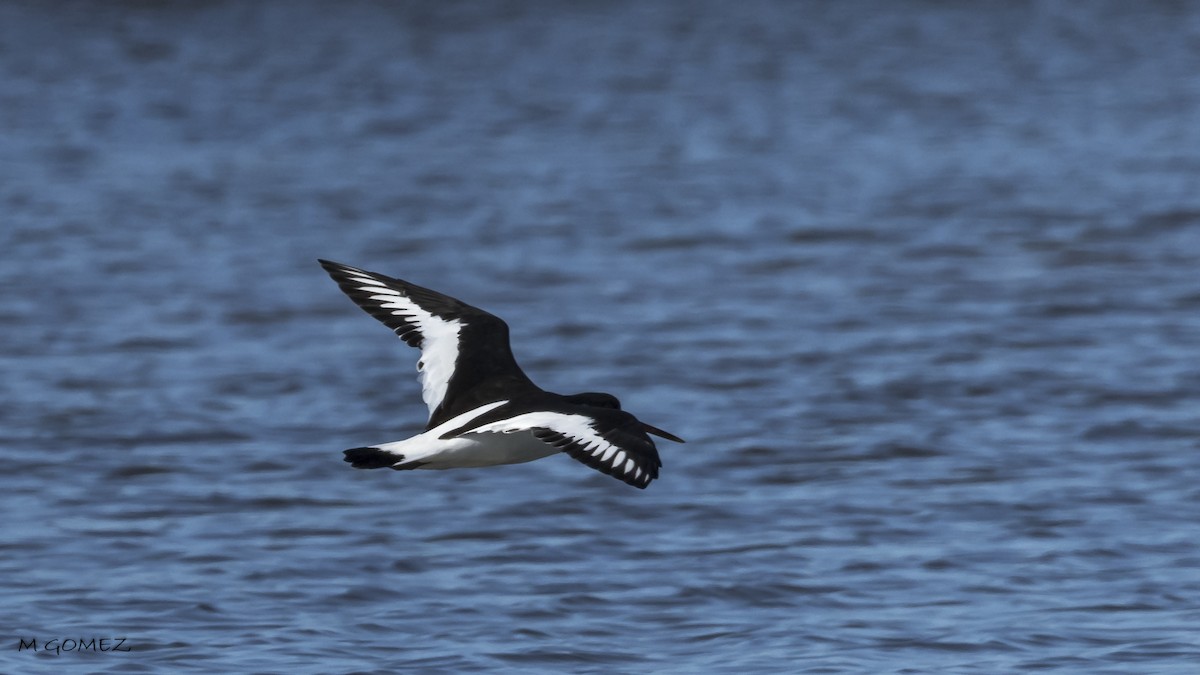 Eurasian Oystercatcher - ML612115460